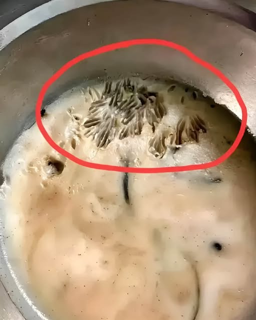 497744419_1294610135370326_4887105581115832147_n