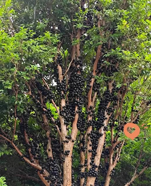 499493167_734130709272511_3953044824517638149_n