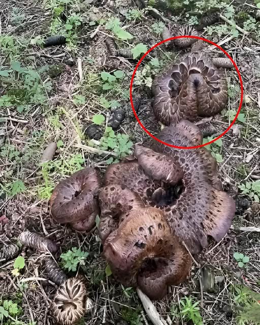 499914180_733679335984315_556845380203683711_n