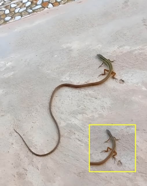 503683252_1006318354989832_9219934235546549186_n