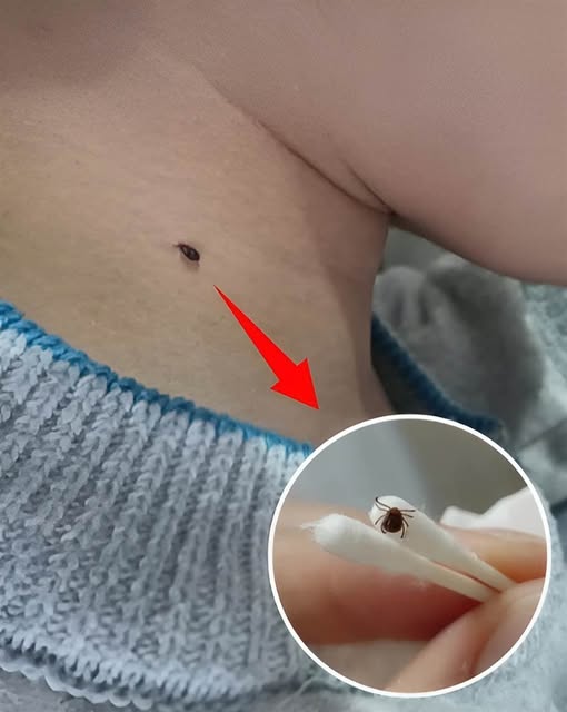 506251819_1315414526623220_7222912640581803467_n