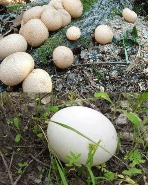 506449396_1013025084319159_6388564124079286166_n