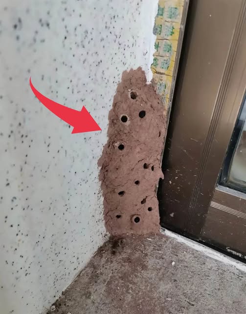 526883322_1354598296038176_6613028896312562939_n