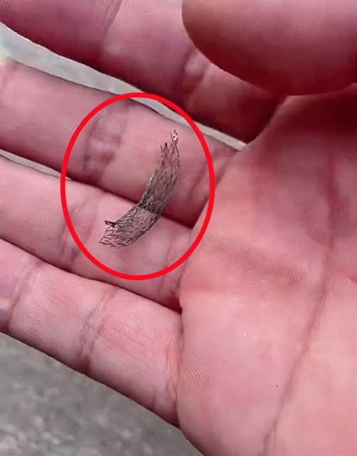 533034569_1365054881659184_6734105648132096110_n