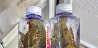 大蝦直接凍冰箱就廢了!漁民教你一招「冰封法」,放一年都不黑頭,像活蝦一樣鮮!